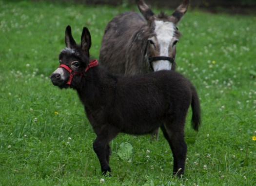 Cabinwood Farm Marshall Law